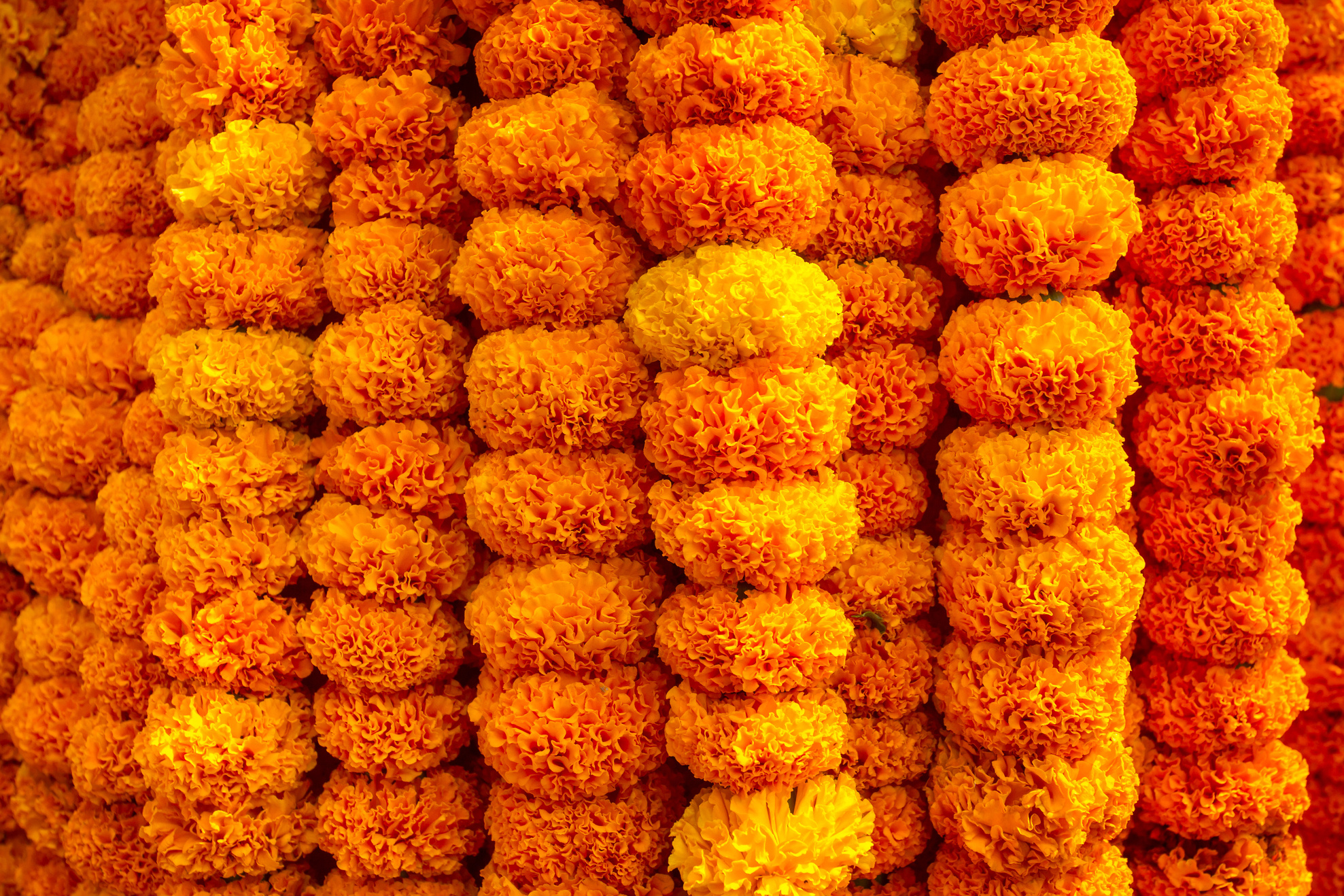 Marigold flowers garland background